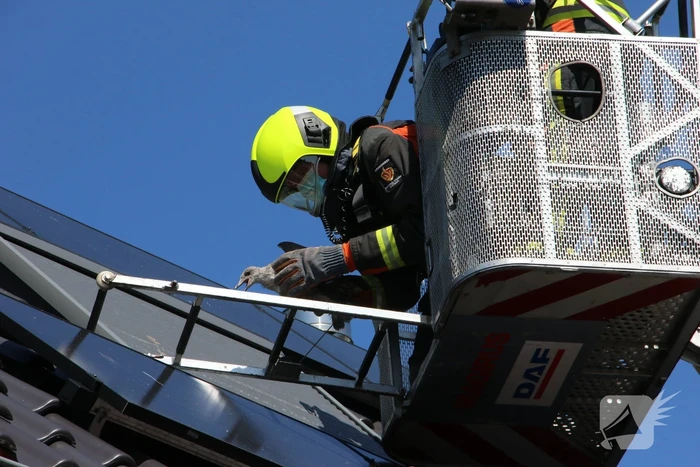 Jonge meeuw vast onder zonnepaneel