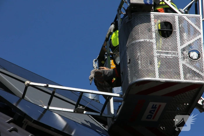 Jonge meeuw vast onder zonnepaneel