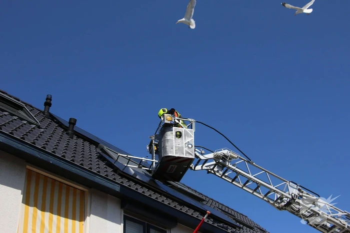 Jonge meeuw vast onder zonnepaneel