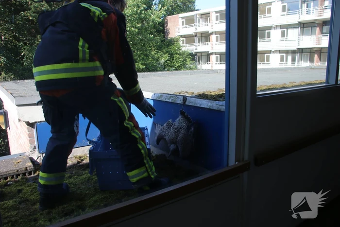 Meeuw gered door brandweer
