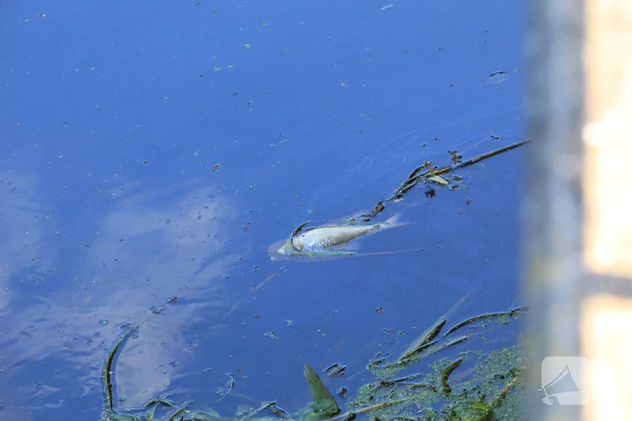 Waterschap haalt emmers met dode vissen uit Valleikanaal