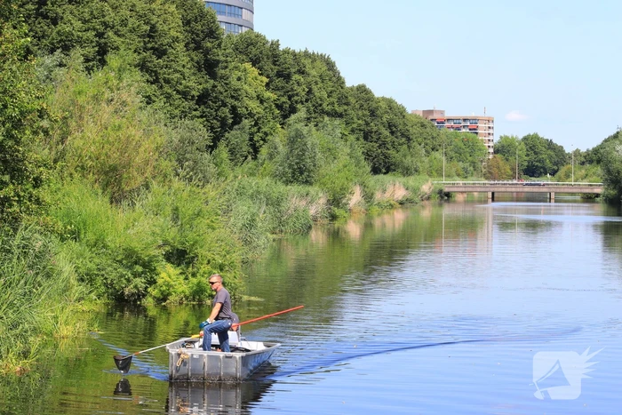 Waterschap haalt emmers met dode vissen uit Valleikanaal