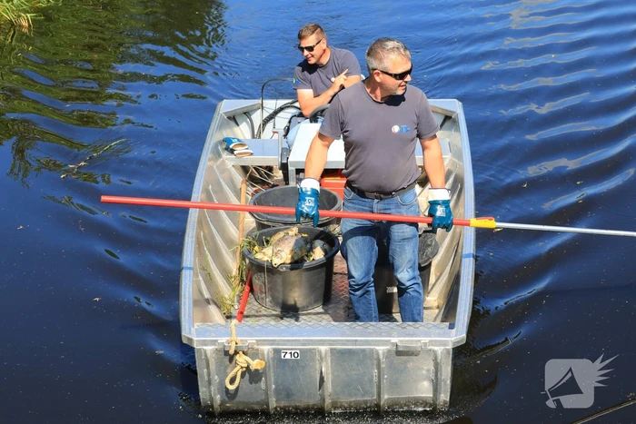 Waterschap haalt emmers met dode vissen uit Valleikanaal