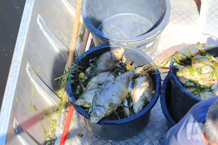 Waterschap haalt emmers met dode vissen uit Valleikanaal