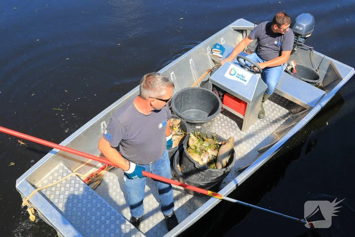 Waterschap haalt emmers met dode vissen uit Valleikanaal