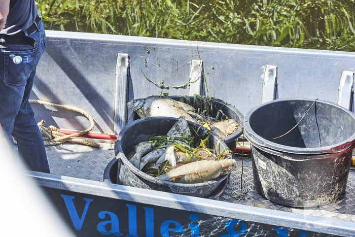 Waterschap haalt emmers met dode vissen uit Valleikanaal