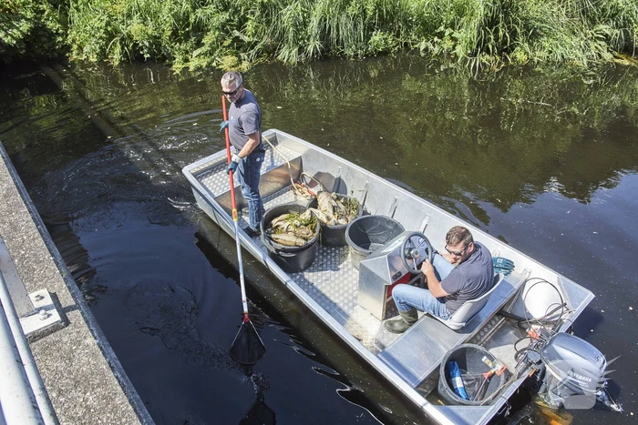 Waterschap haalt emmers met dode vissen uit Valleikanaal