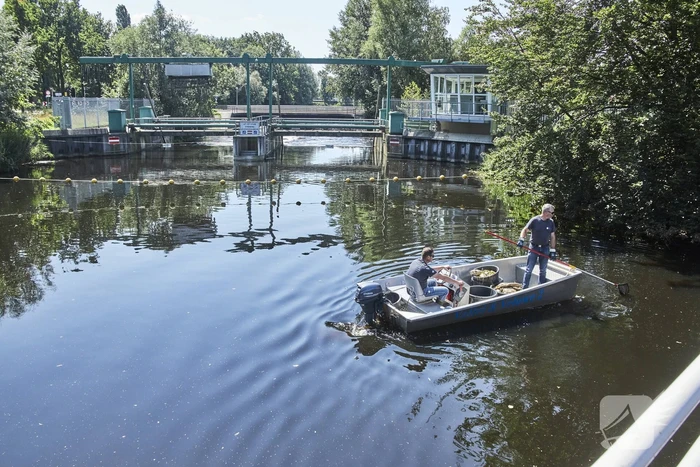 Waterschap haalt emmers met dode vissen uit Valleikanaal