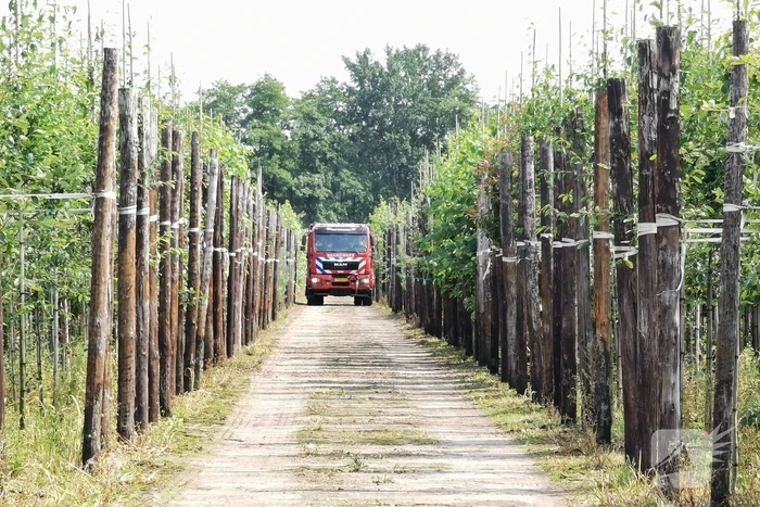 Buitenbrand slaat over na bomen en struiken