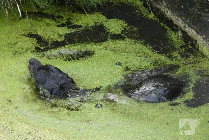 Brandweer vangt te water geraakte hond