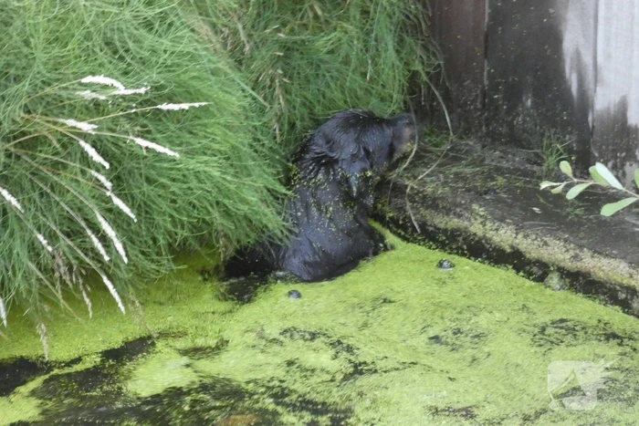 Brandweer vangt te water geraakte hond