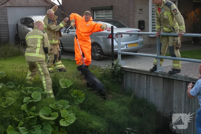 Brandweer vangt te water geraakte hond