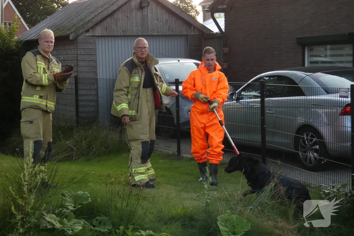 Brandweer vangt te water geraakte hond