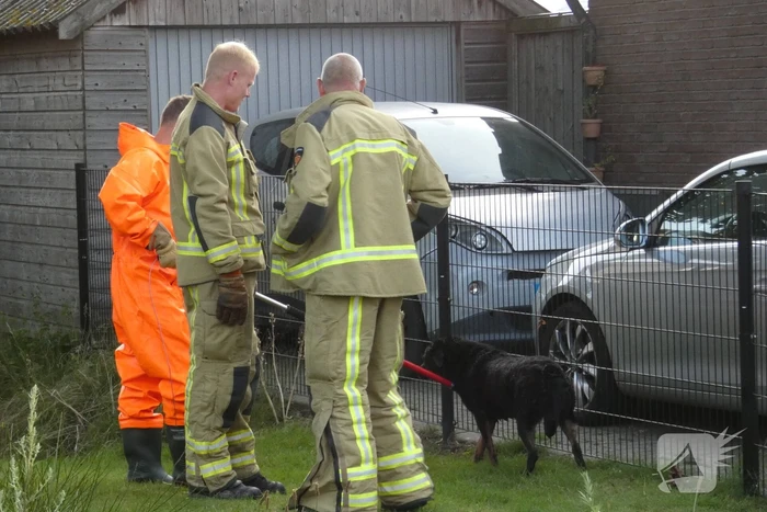 Brandweer vangt te water geraakte hond