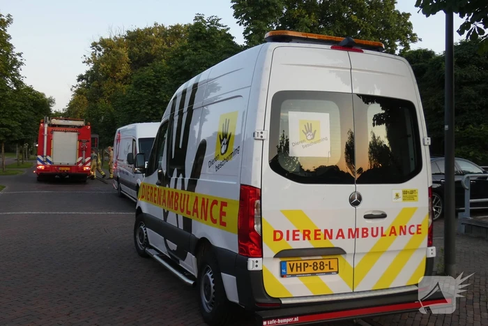 Brandweer vangt te water geraakte hond