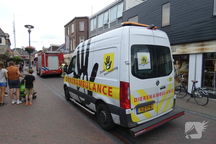 Kitten kiest het hazenpad bij reddingspoging