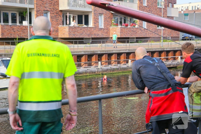 Baby meeuw komt in problemen
