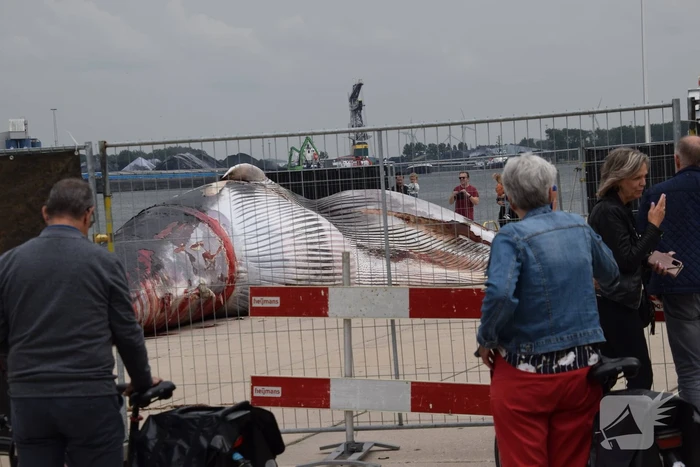 Aangetroffen dode vinvis trekt veel bekijks