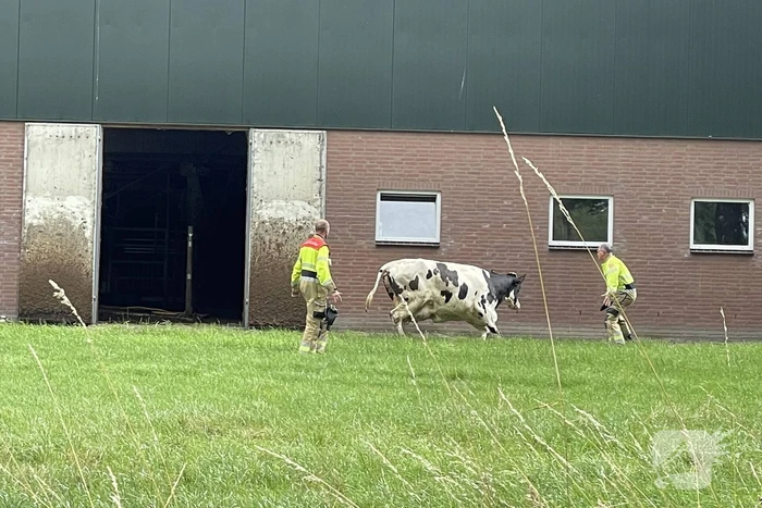Brandweer bevrijdt vastzittende koe