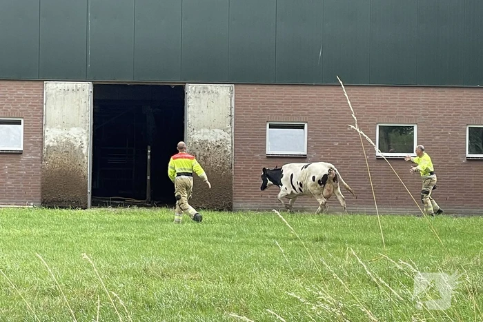 Brandweer bevrijdt vastzittende koe