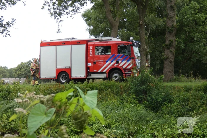Brandweer redt hert uit water