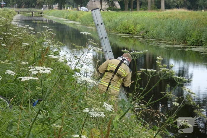 Brandweer redt hert uit water