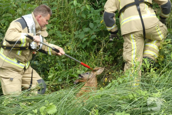 Brandweer redt hert uit water