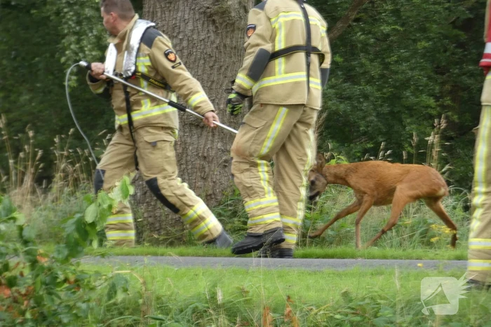 Brandweer redt hert uit water