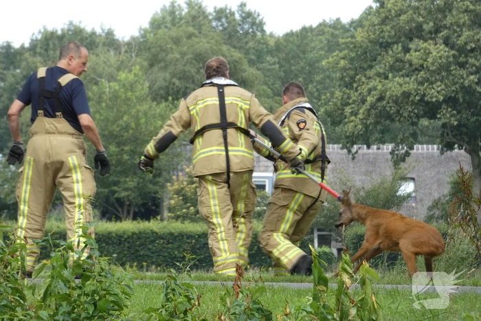 Brandweer redt hert uit water