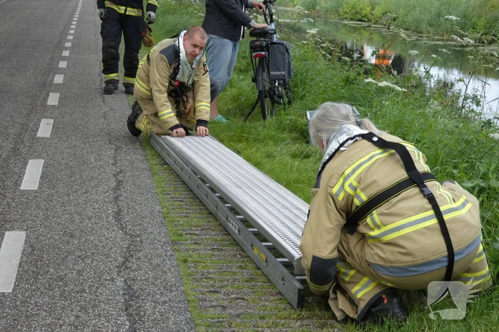 Brandweer redt hert uit water