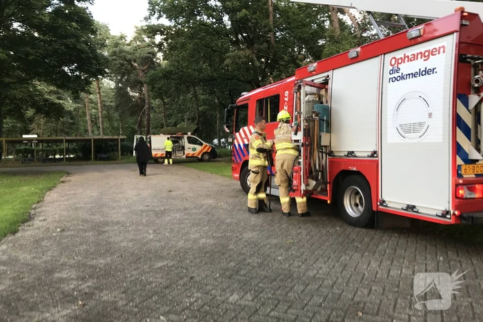 Kitten vast in de boom