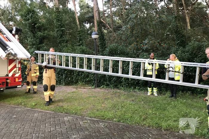 Kitten vast in de boom