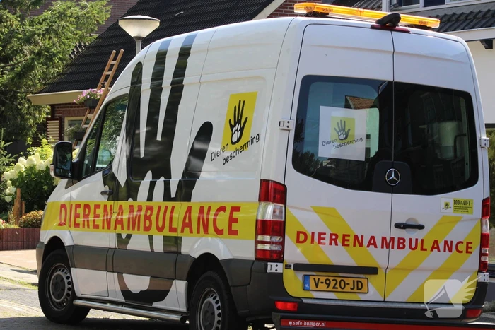 Gans slaat op de vlucht bij reddingspoging