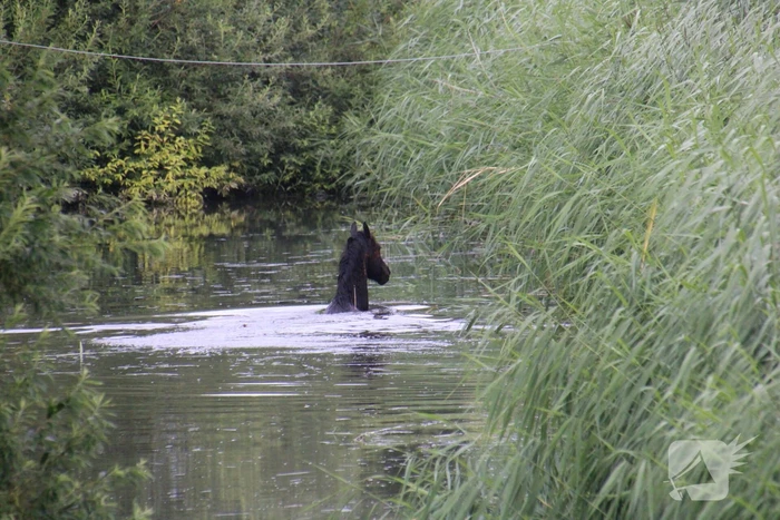 Brandweerlieden halen paard uit het water