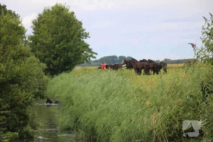 Brandweerlieden halen paard uit het water