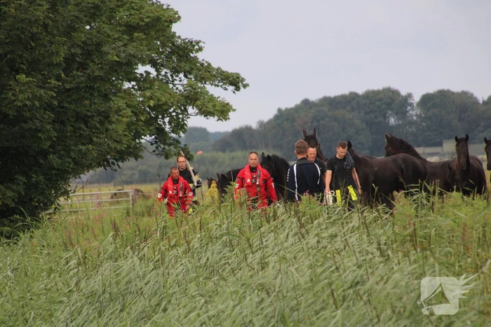 Brandweerlieden halen paard uit het water