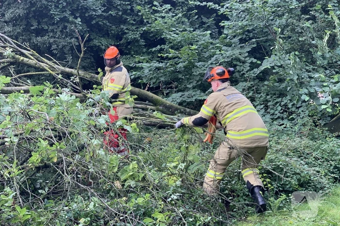 Brandweer zaagt omgevallen boom in stukken