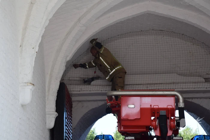 Duif vast achter net in Nobelpoort