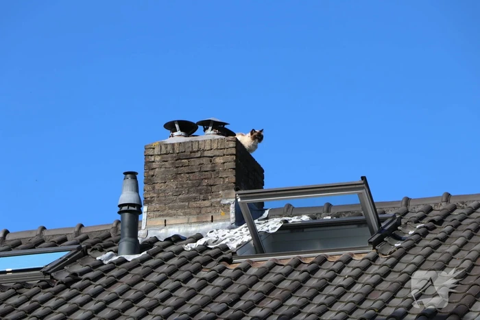 Siamese kat zit vast op schoorsteen van woning