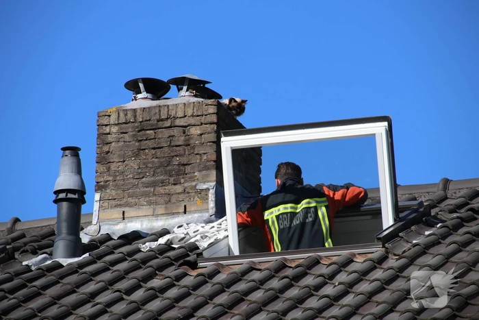 Siamese kat zit vast op schoorsteen van woning