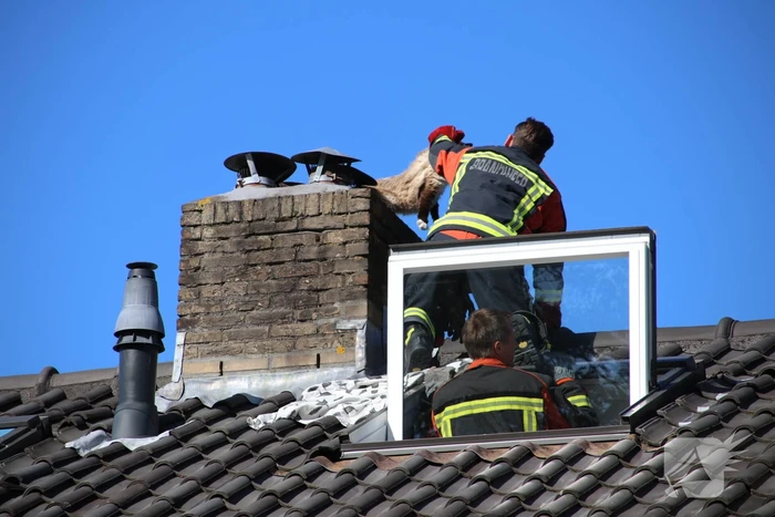 Siamese kat zit vast op schoorsteen van woning