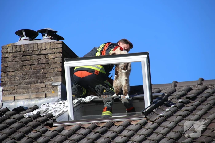 Siamese kat zit vast op schoorsteen van woning