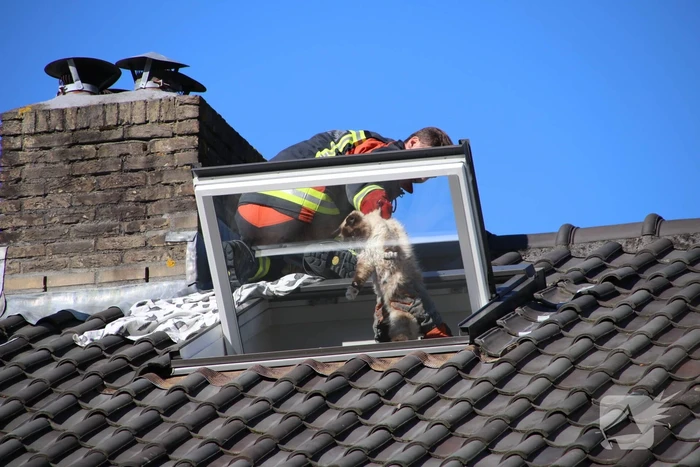 Siamese kat zit vast op schoorsteen van woning