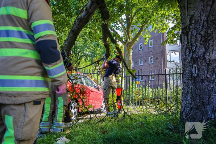 Grote tak breekt af en beschadigt personenwagen