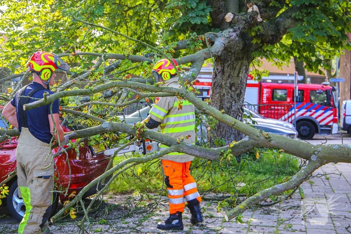 Grote tak breekt af en beschadigt personenwagen
