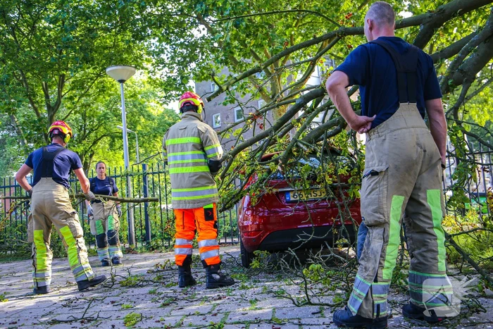 Grote tak breekt af en beschadigt personenwagen