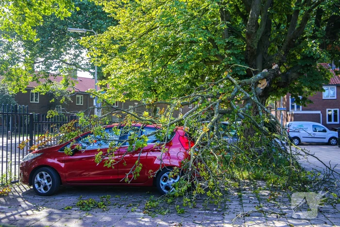 Grote tak breekt af en beschadigt personenwagen