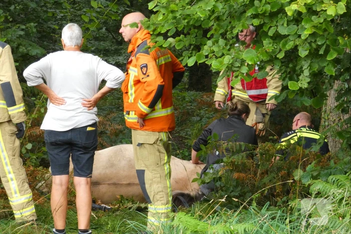 Paard schrikt en vliegt met kar over de kop
