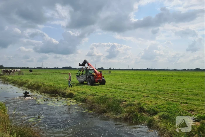 Brandweer bevrijdt koe uit sloot