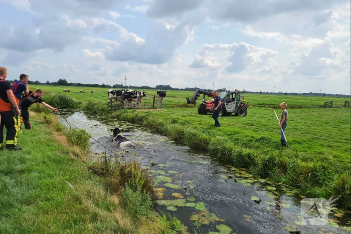 Brandweer bevrijdt koe uit sloot